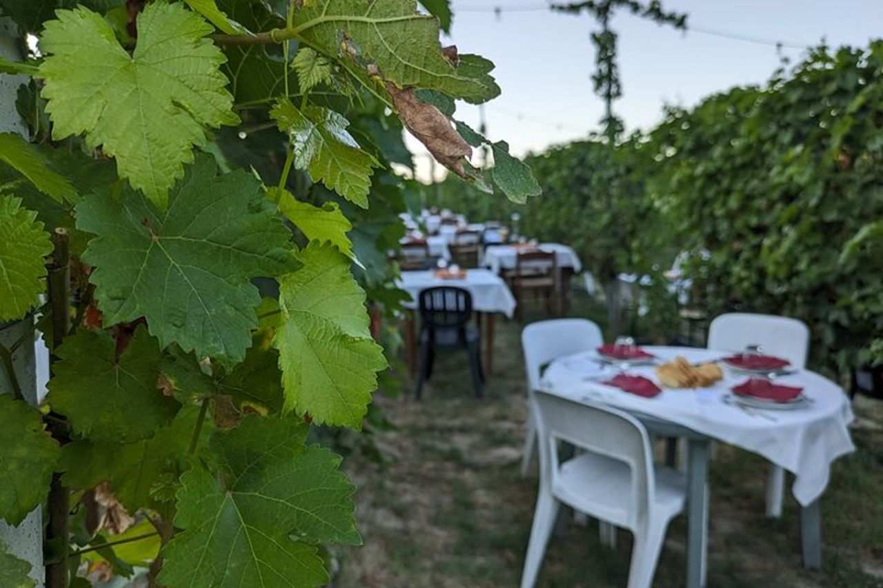 Passeggiata guidata e Pranzo in Vigna ad Alba — 4