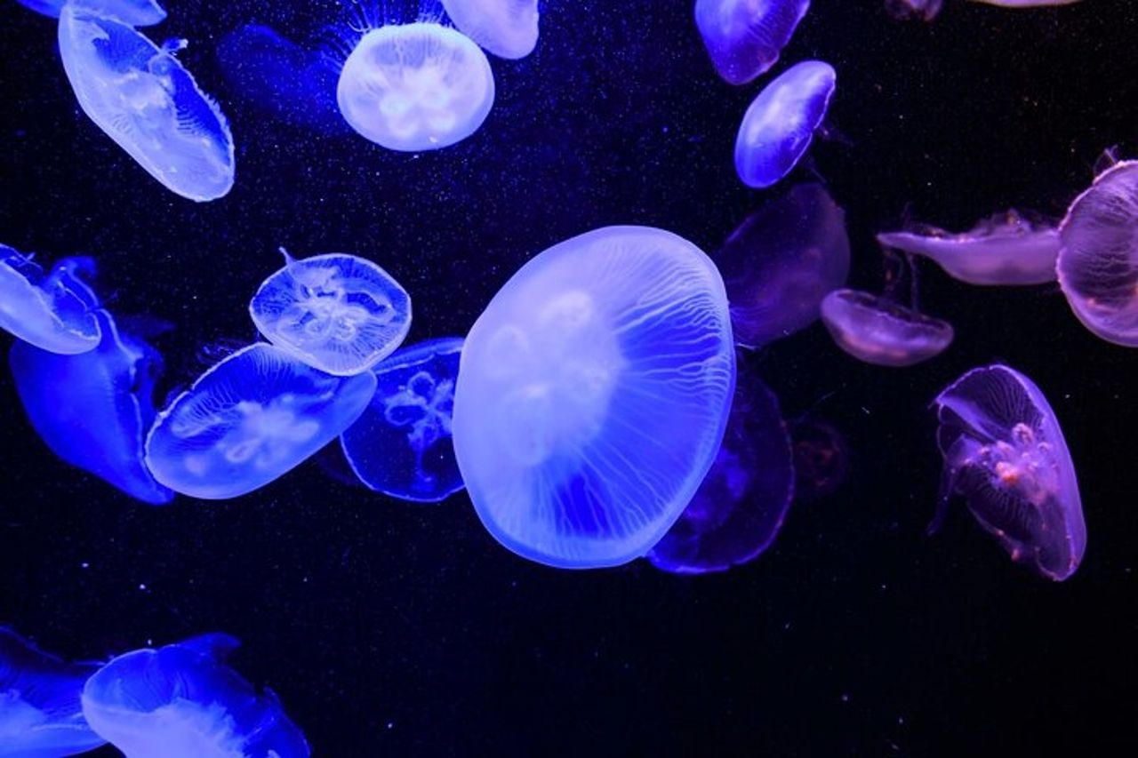 Tokyo Sumida Aquarium E-Ticket con Tokyo Metro Pass opzionale — 6