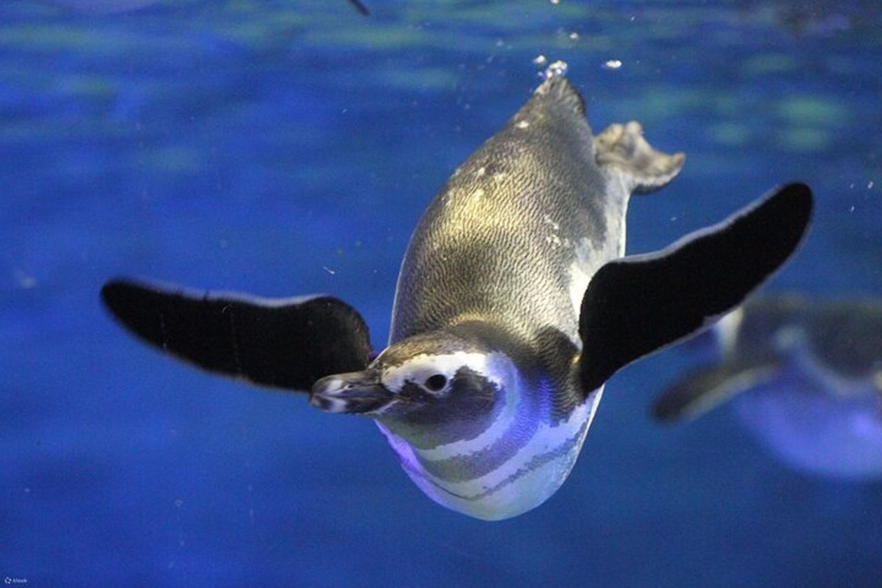 Tokyo Sumida Aquarium E-Ticket con Tokyo Metro Pass opzionale — 2