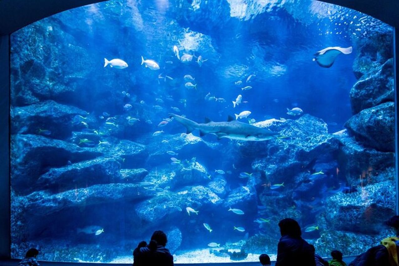 Tokyo Sumida Aquarium E-Ticket con Tokyo Metro Pass opzionale
