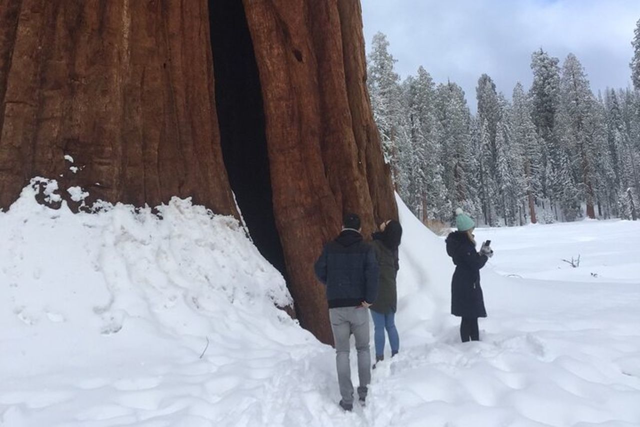 Tour per piccoli gruppi del Parco Nazionale di Sequoia da Tre Fiumi — 4