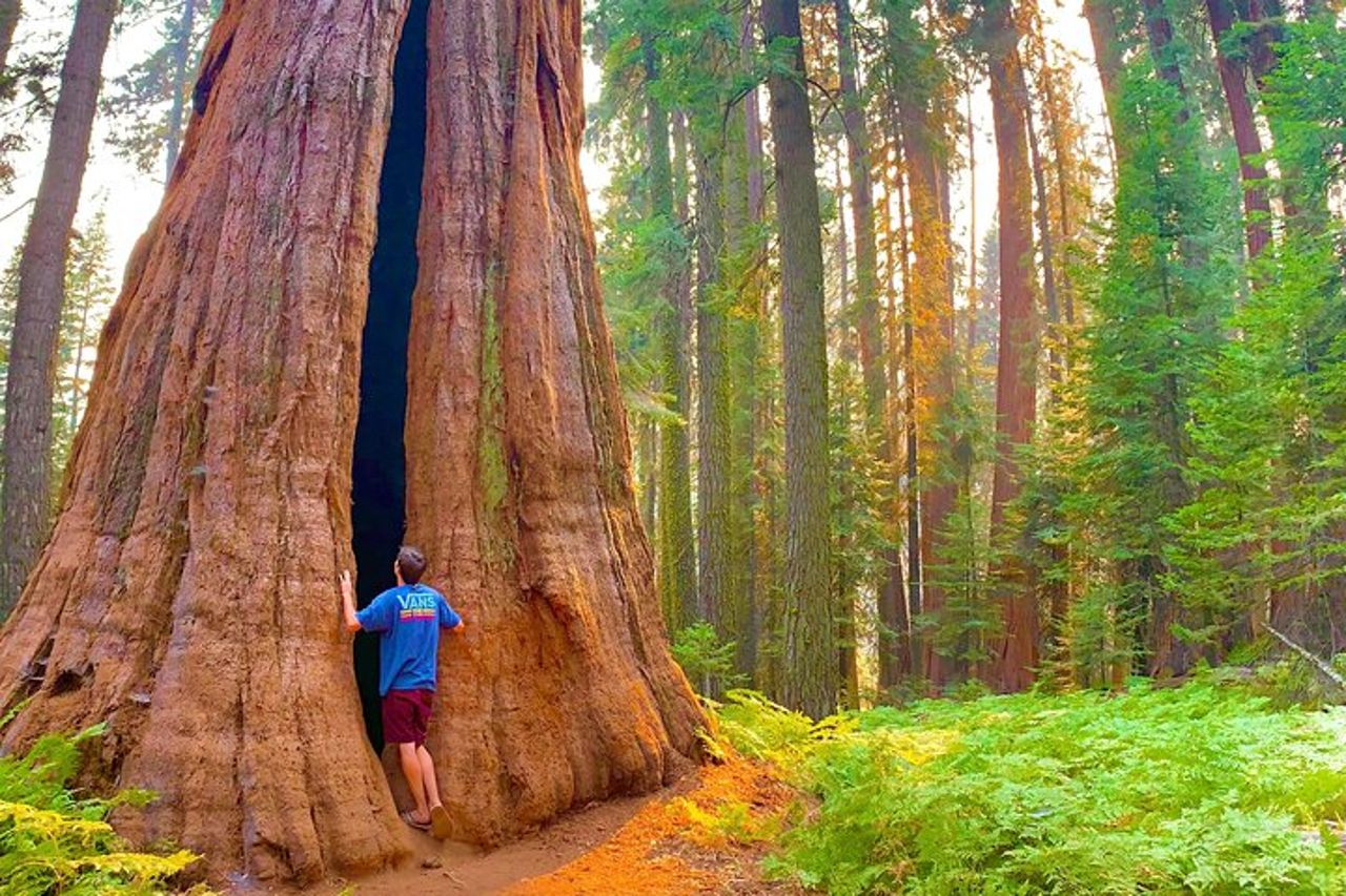 Tour per piccoli gruppi del Parco Nazionale di Sequoia da Tre Fiumi — 5