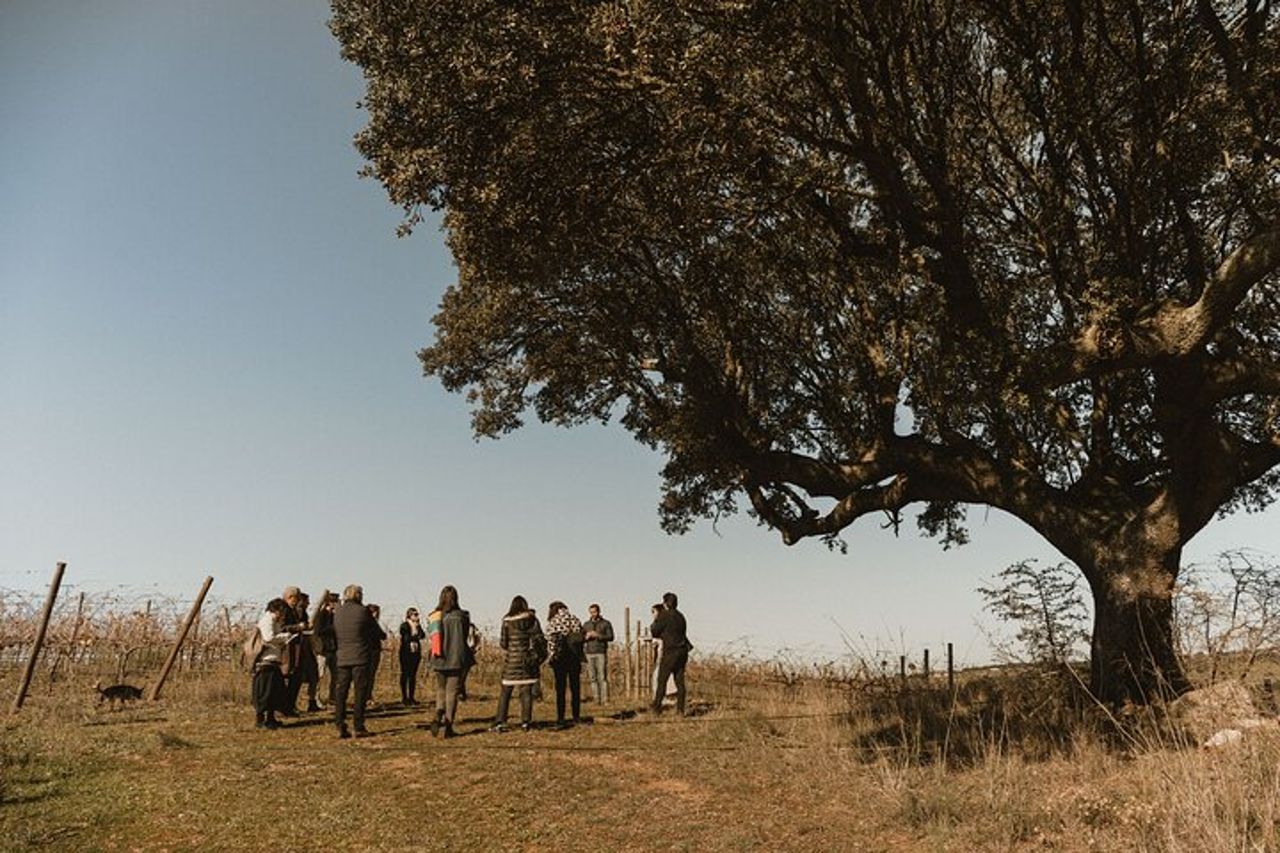 Tour del vino di 1 giorno nei dintorni di Évora — 9