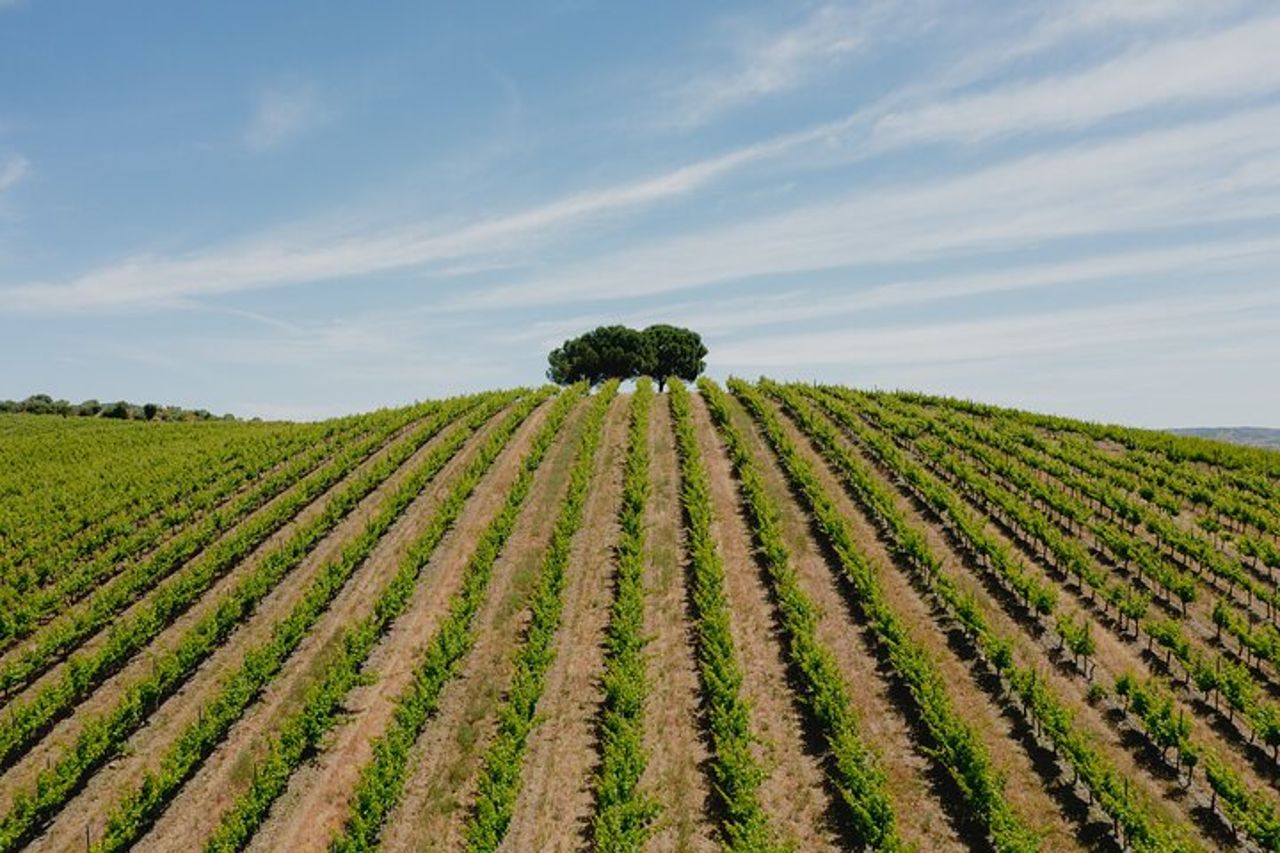 Tour del vino di 1 giorno nei dintorni di Évora — 5