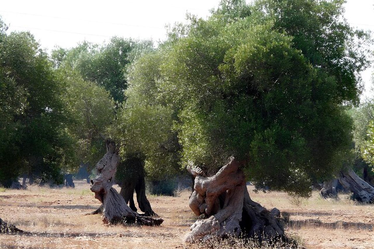Degustazione di olio d'oliva pugliese con passeggiata tra gli uliveti — 2