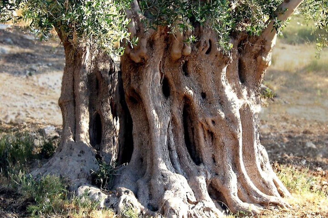 Degustazione di olio d'oliva pugliese con passeggiata tra gli uliveti — 3