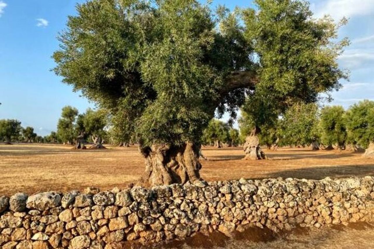 Degustazione di olio d'oliva pugliese con passeggiata tra gli uliveti — 4