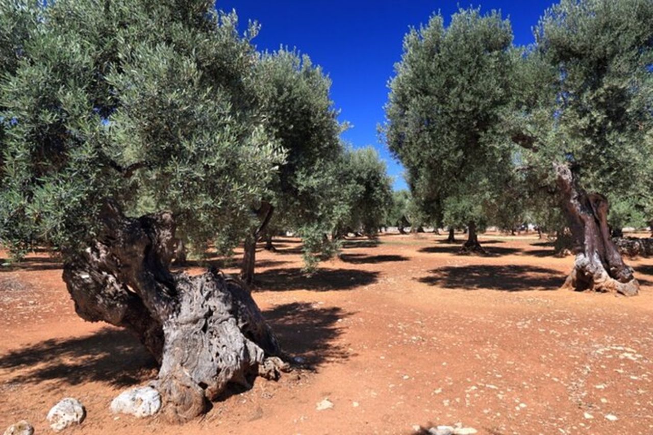Degustazione di olio d'oliva pugliese con passeggiata tra gli uliveti