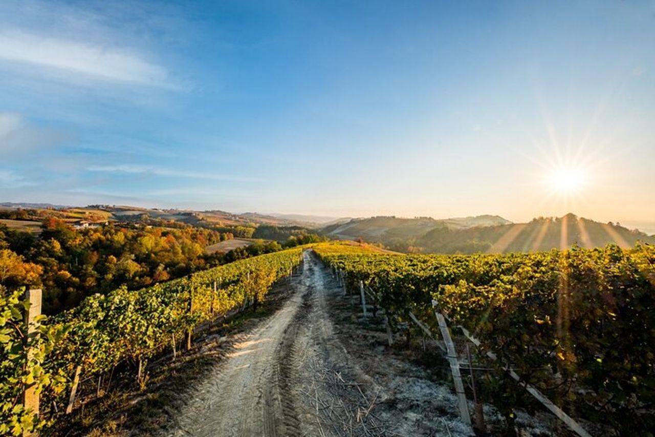 Esplora e assapora una degustazione dinamica di vini presso la Cantina Moscone — 4