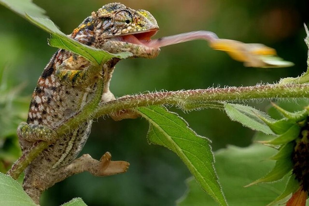 Tour delle meraviglie culturali e naturali del Madagascar — 9