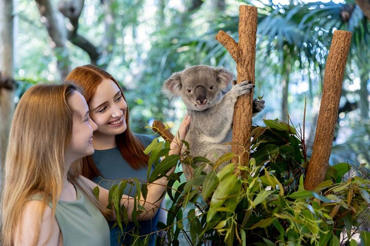 Biglietto giornaliero per il Lone Pine Koala Sanctuary — 2