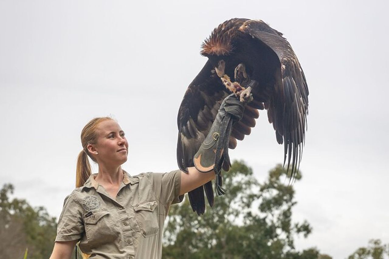 Biglietto giornaliero per il Lone Pine Koala Sanctuary — 9