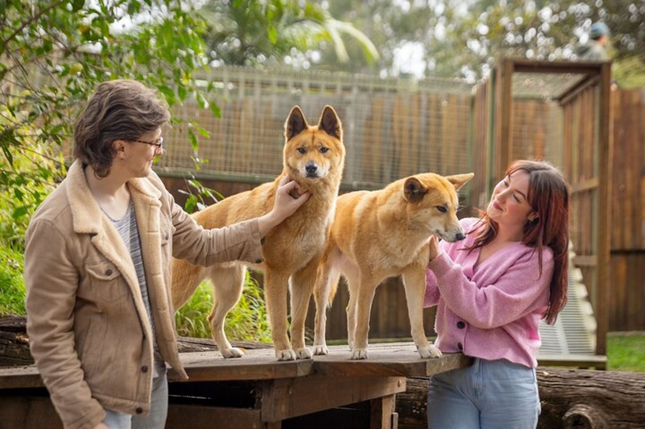 Biglietto giornaliero per il Lone Pine Koala Sanctuary — 4