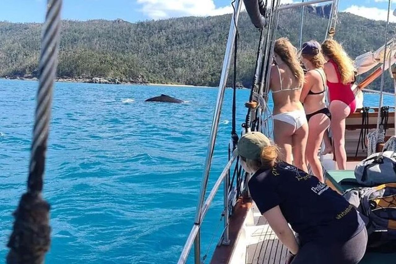 Crociera a vela e snorkeling sulla spiaggia di Providence Whitehaven