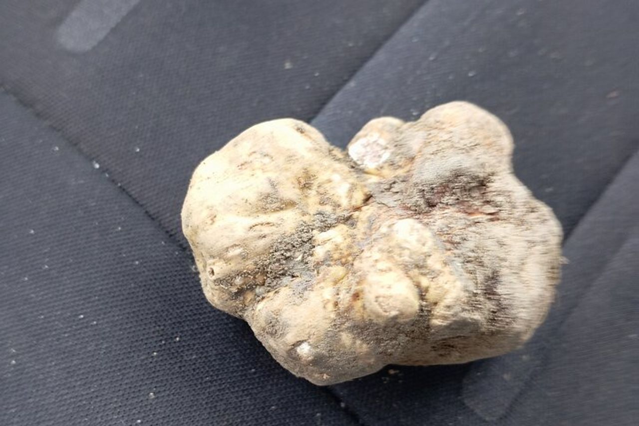 Ricerca del tartufo d'Alba, degustazione di Barolo e Barbaresco — 3