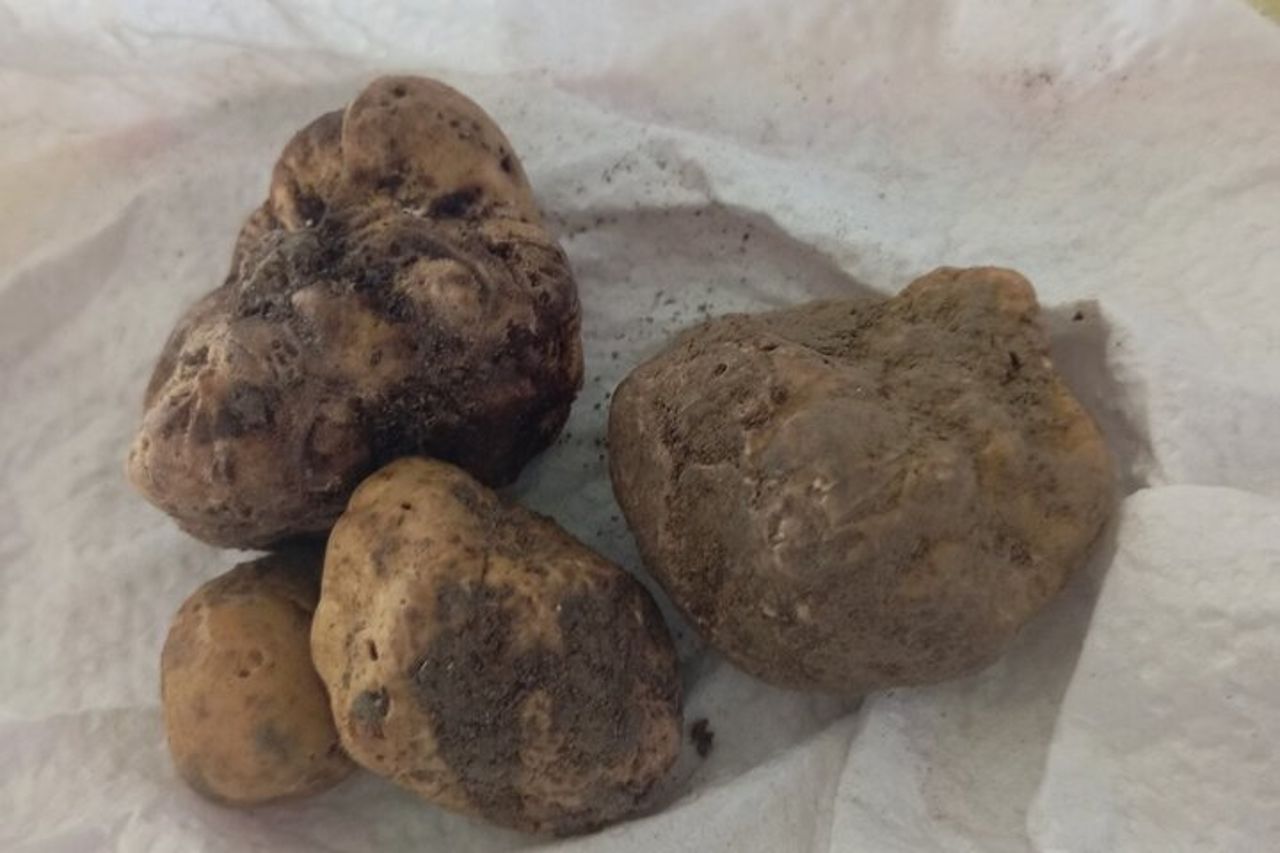 Ricerca del tartufo d'Alba, degustazione di Barolo e Barbaresco