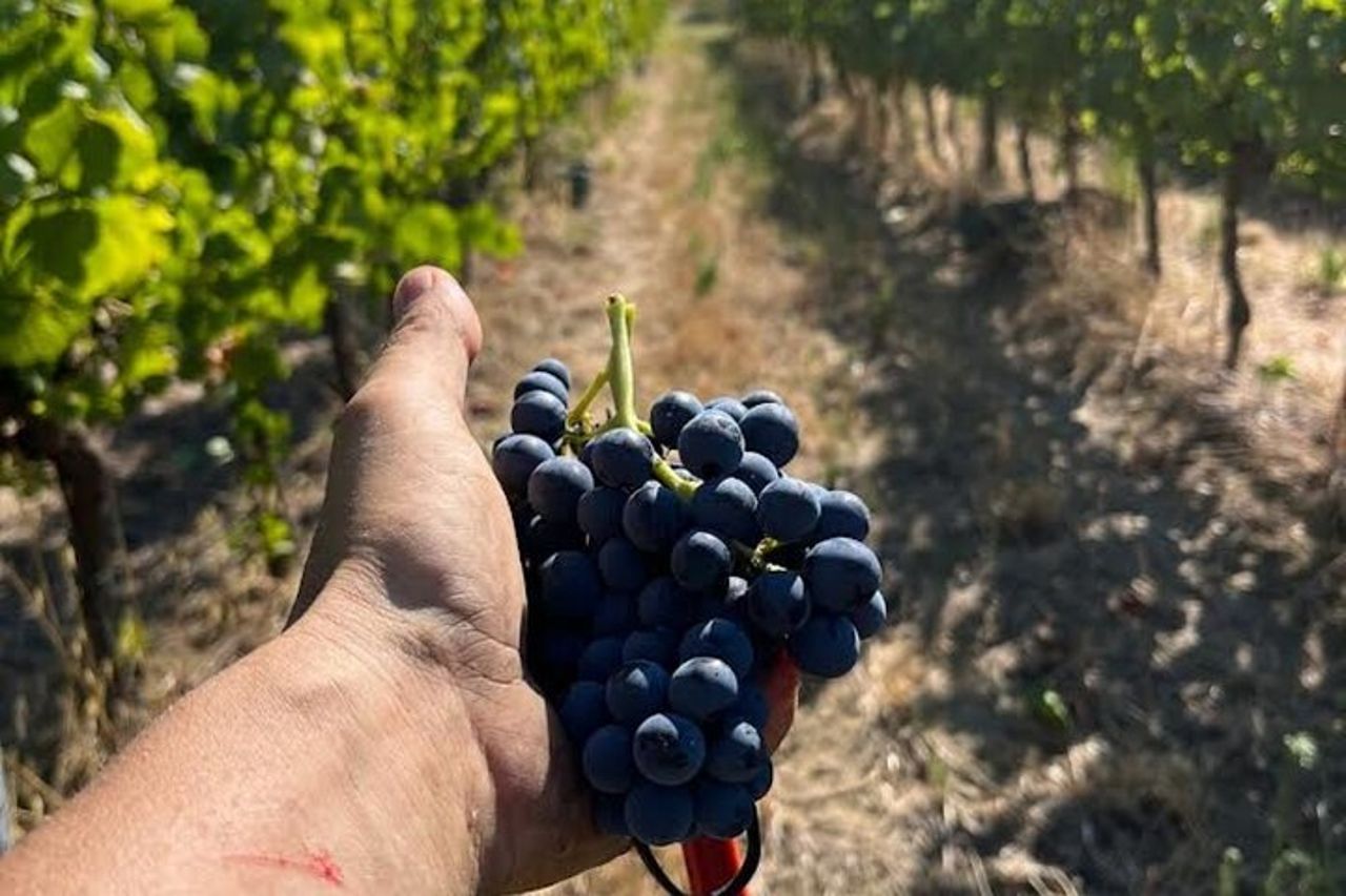 Scopri i vini italiani a Tenuta La Viola — 2
