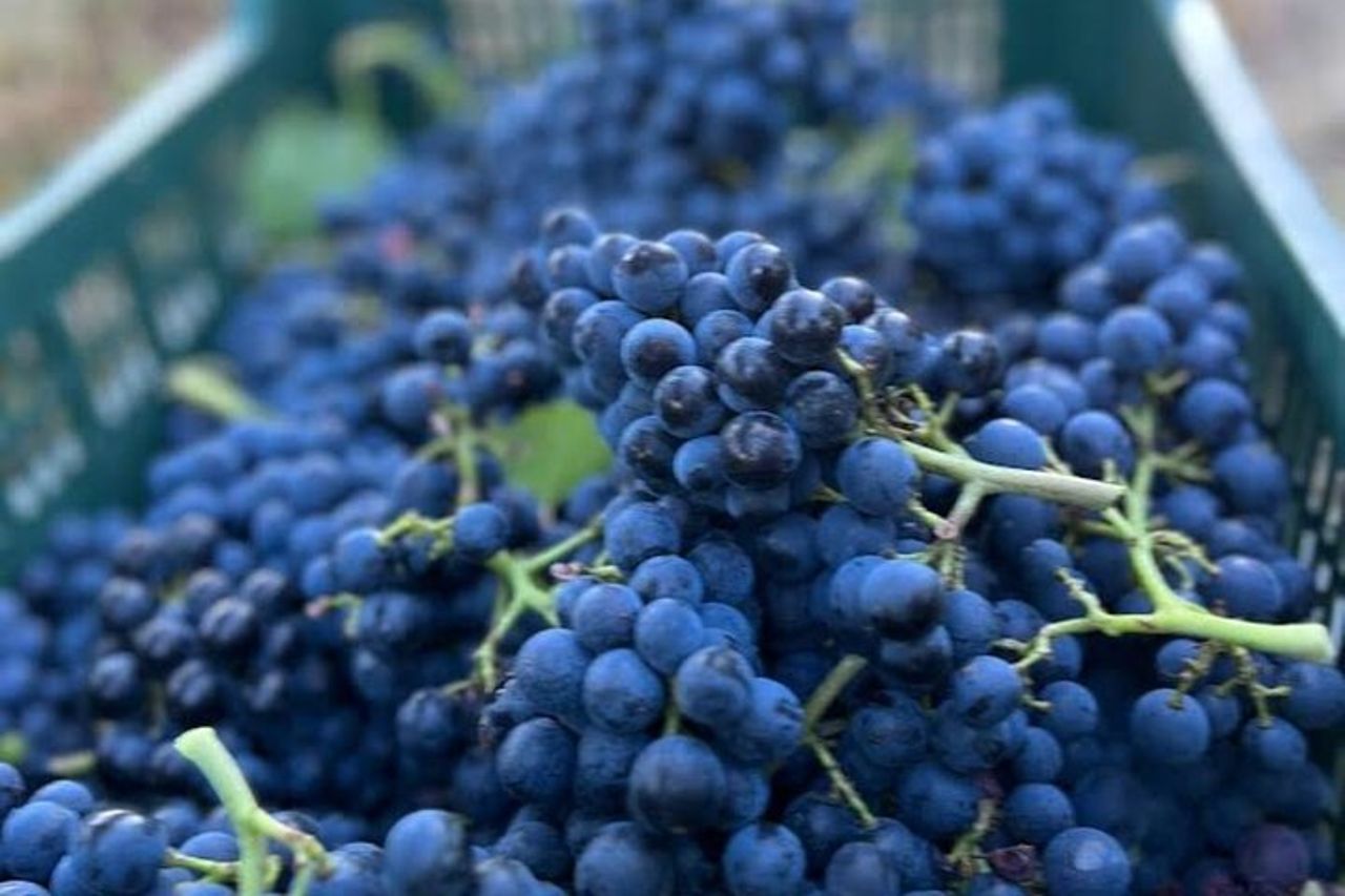 Scopri i vini italiani a Tenuta La Viola — 3