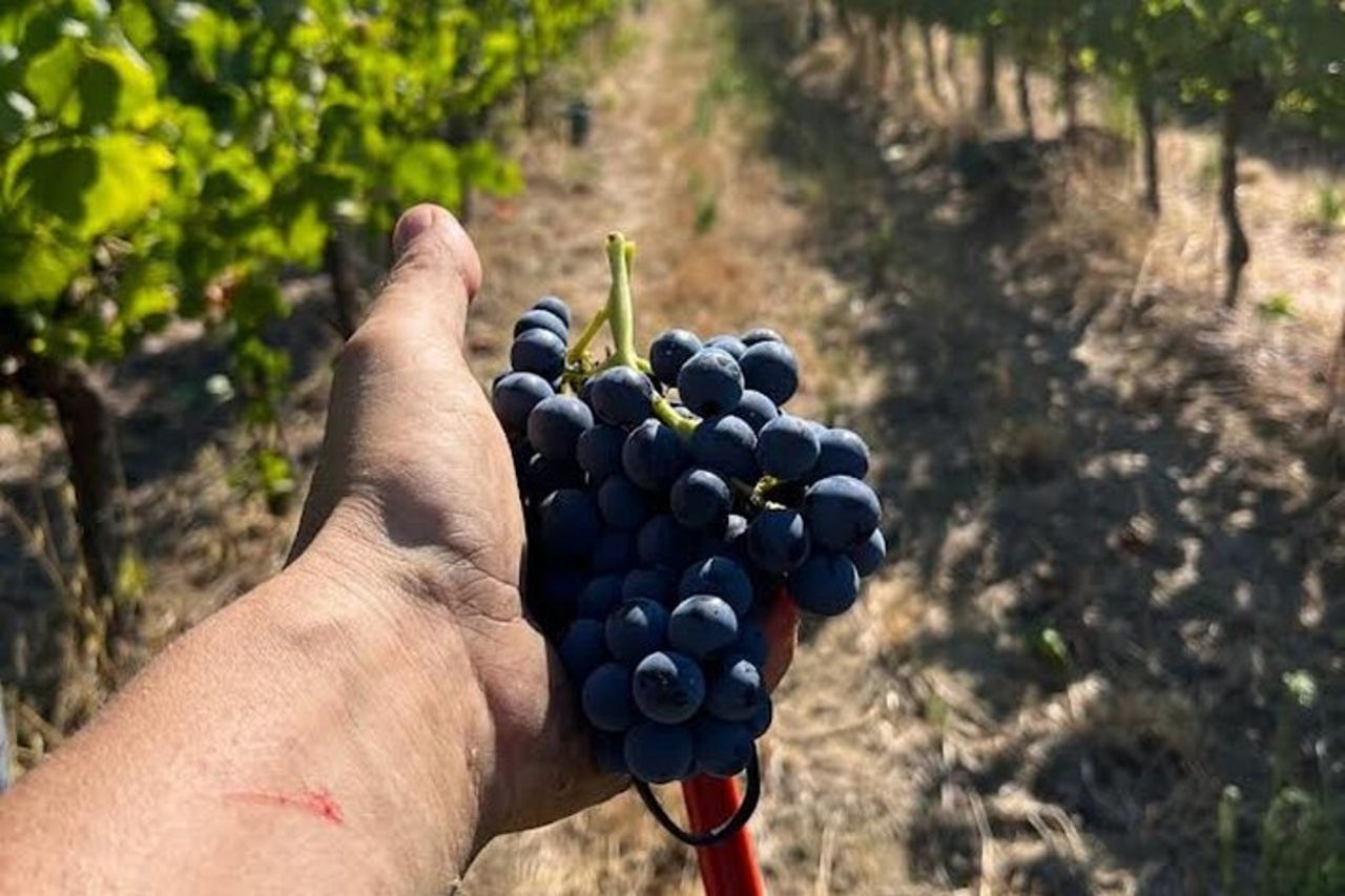 Scopri i Vini Italiani alla Tenuta La Viola con 6 Degustazioni — 2
