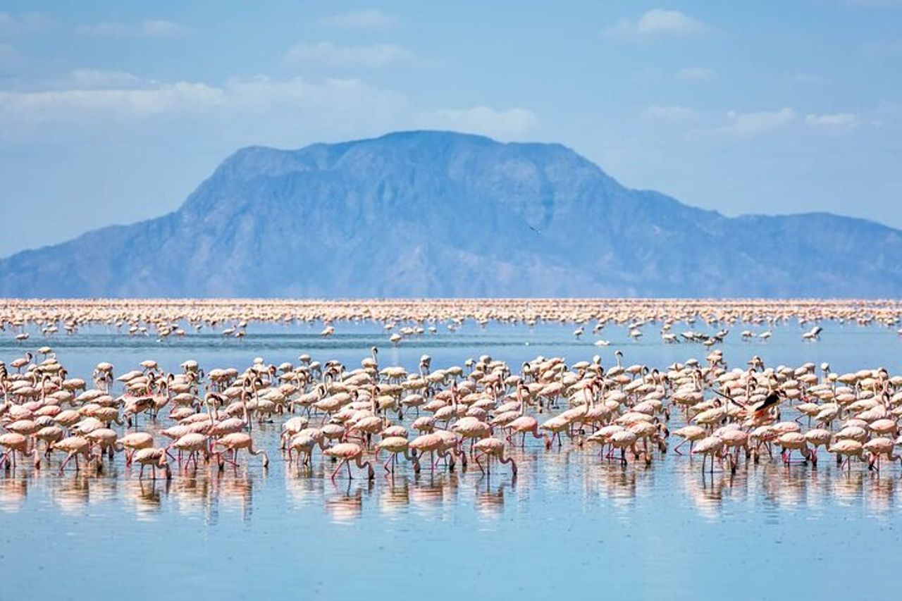 Tour di osservazione degli uccelli di un'intera giornata al Parco Nazionale del Lago Nakuru — 9