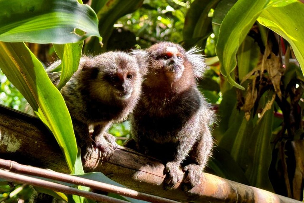 Nuota sotto le cascate di Tijuca — Escursioni, grotte, fauna selvatica e viste di Rio
