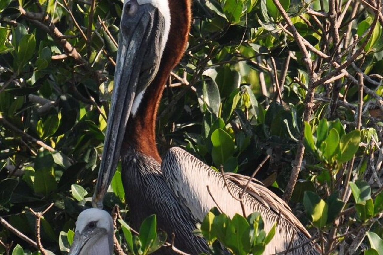 Crociera sulla fauna selvatica di Fort Myers Beach — 4