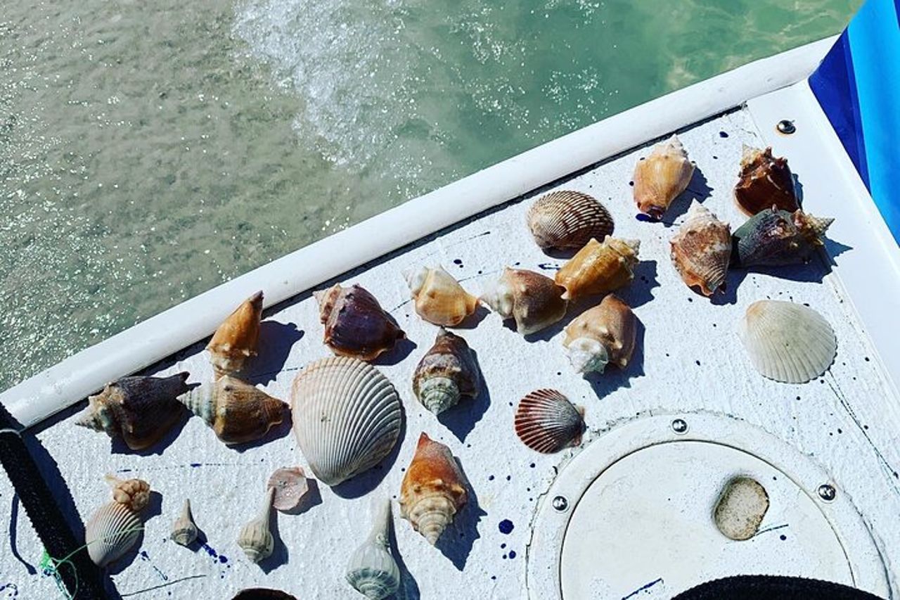 Tour in crociera con delfini e gusci a Fort Myers Beach — 5