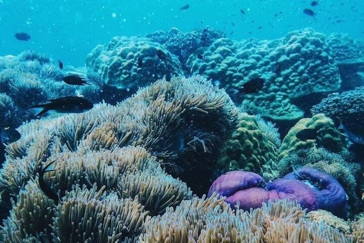 Tour di un giorno di Phi Phi, Maya e Bamboo Islands in motoscafo a Krabi — 6