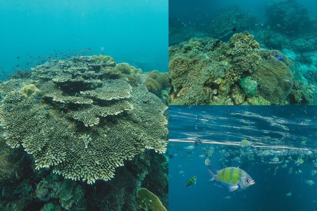 Tour di un giorno di Phi Phi, Maya e Bamboo Islands in motoscafo a Krabi — 9