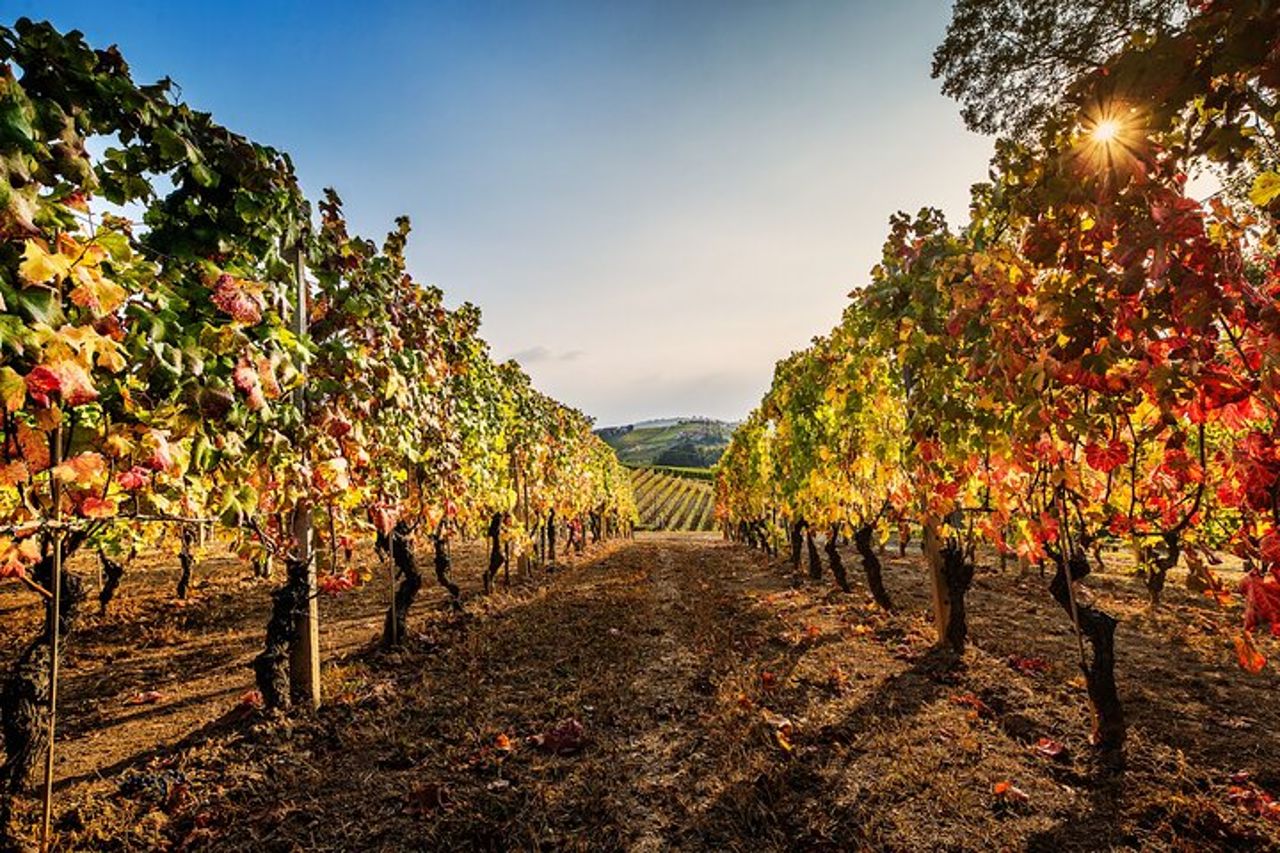 Monforte d'Alba Langhe con Degustazione di vino indimenticabile — 3