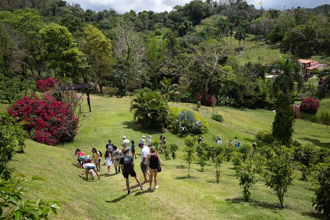 Puerto Rico piantagione di caffè e cascata River Tour — 3