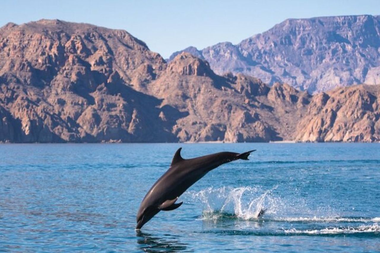 Tour all'isola di Coronado con attività di snorkeling e picnic — 5