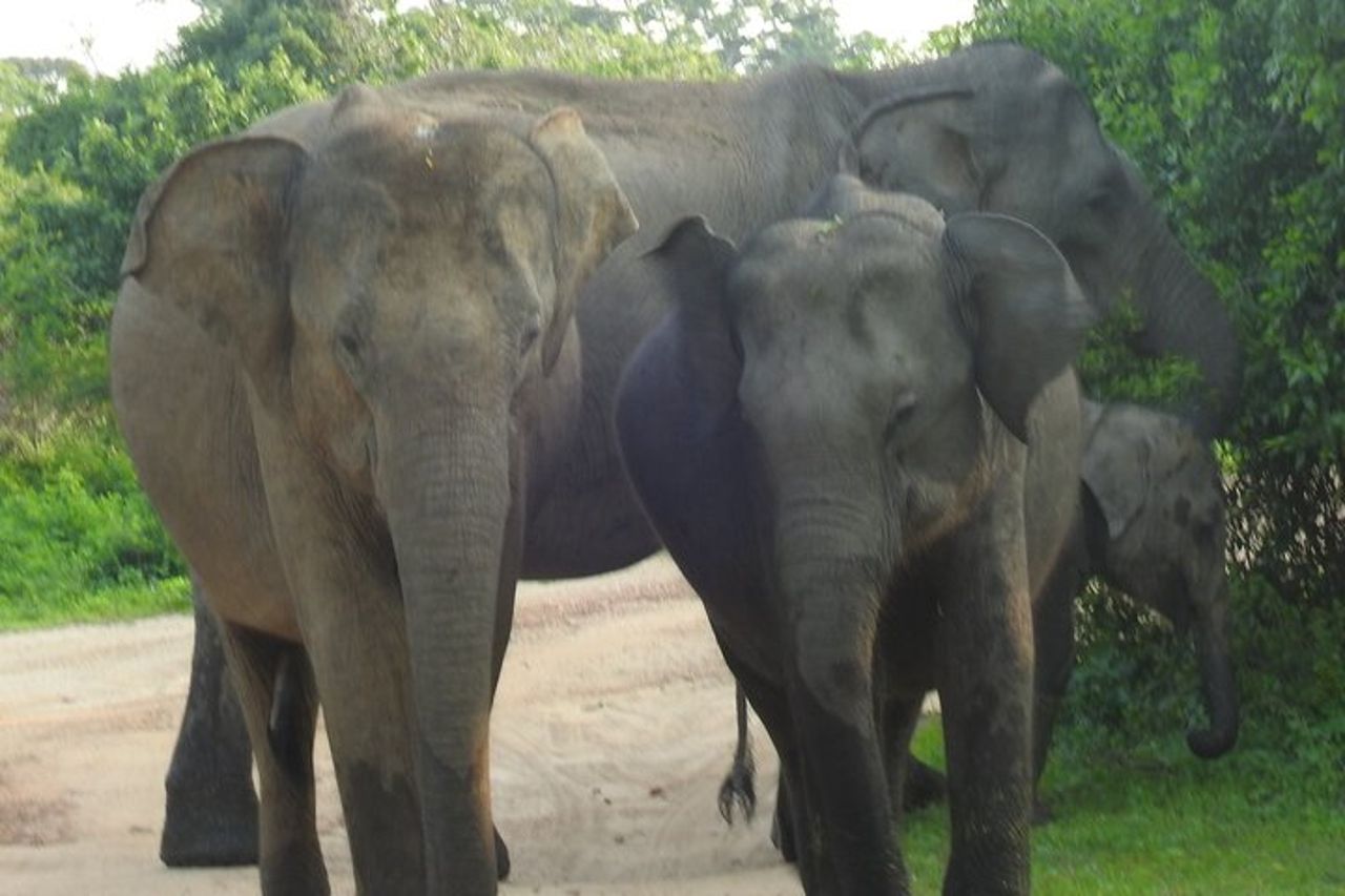 Safari di grandi animali e uccelli dal porto di Hambantota — 6