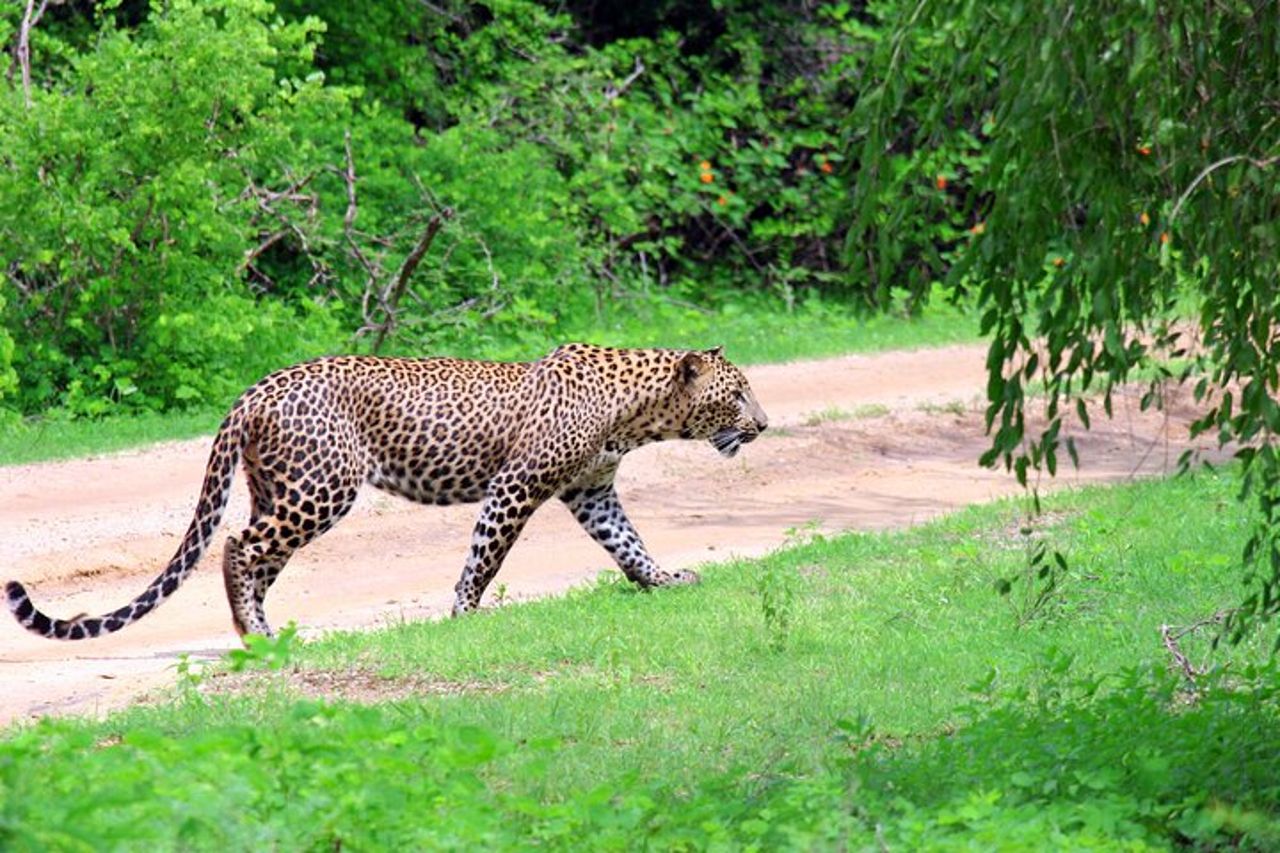 Safari Yala da Ella e Drop Off Mirissa Tangalle e Galle — 5