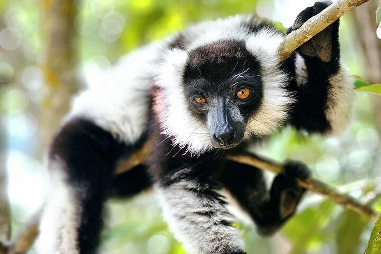 Visita di 3 giorni del Parco Nazionale di Andasibe in Madagascar — 2
