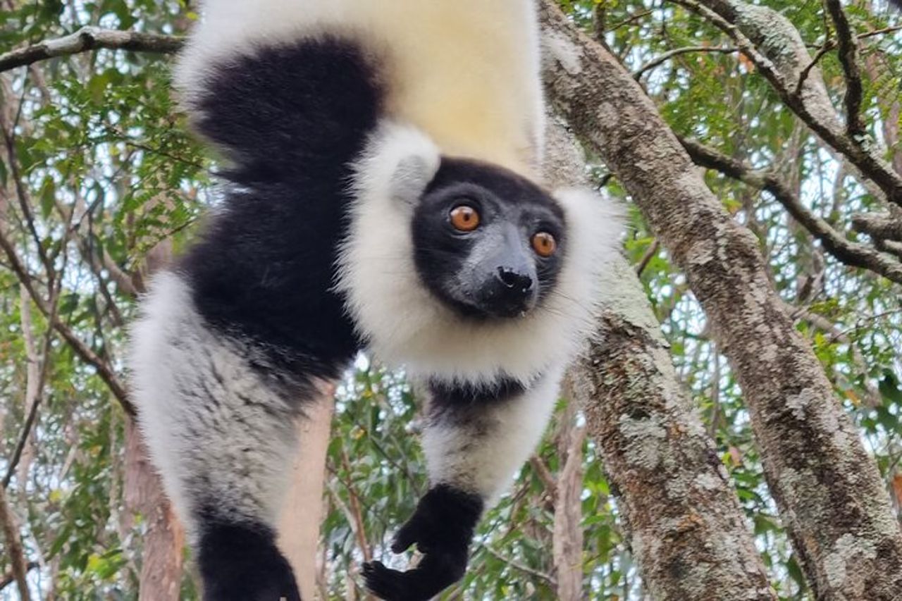 Visita di 3 giorni del Parco Nazionale di Andasibe in Madagascar — 3