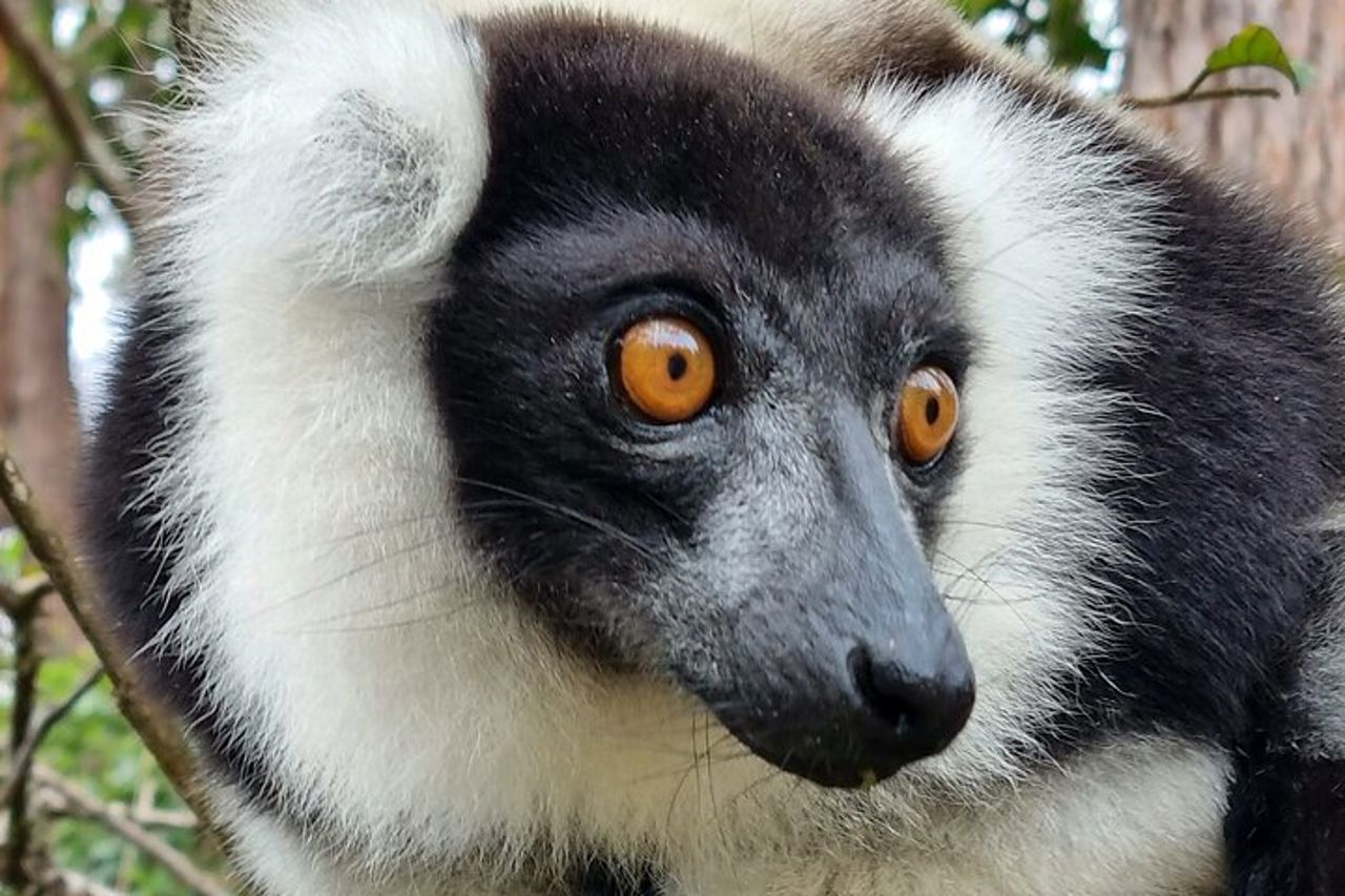 Visita di 3 giorni del Parco Nazionale di Andasibe in Madagascar — 4