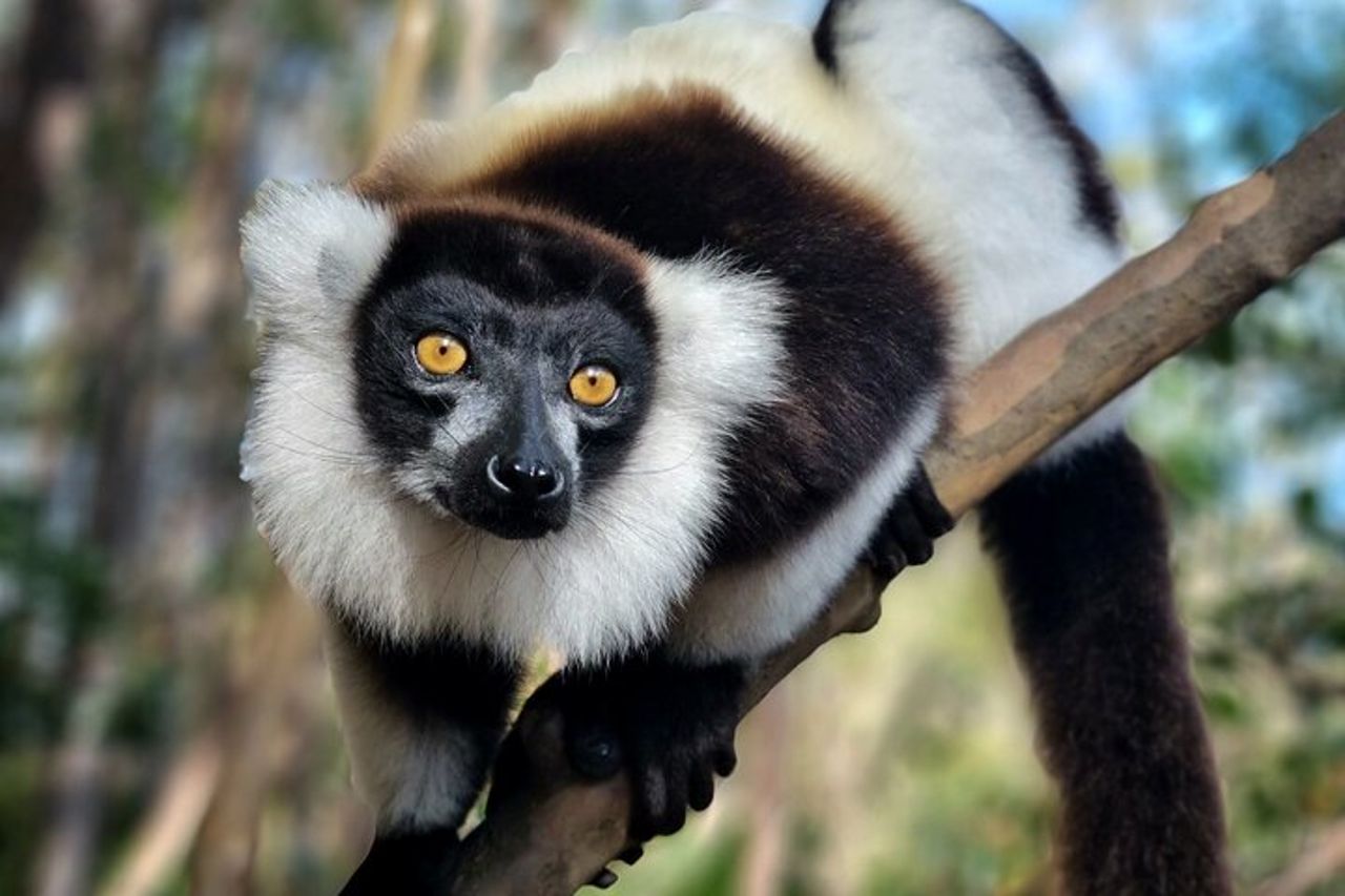 Visita di 3 giorni del Parco Nazionale di Andasibe in Madagascar