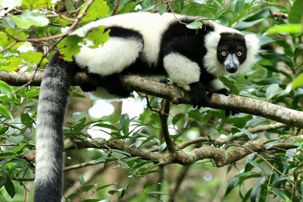 Visita di 3 giorni del Parco Nazionale di Andasibe in Madagascar — 5