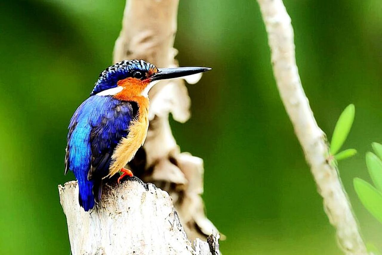 Visita di 3 giorni del Parco Nazionale di Andasibe in Madagascar — 9
