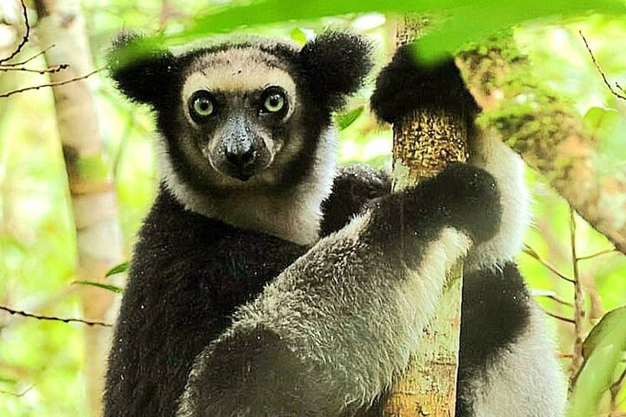 Visita di 3 giorni del Parco Nazionale di Andasibe in Madagascar — 7