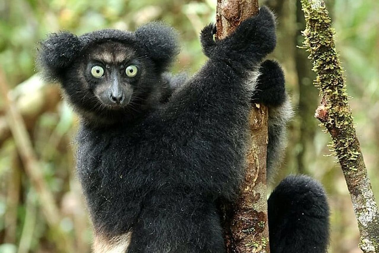 Visita di 3 giorni del Parco Nazionale di Andasibe in Madagascar — 8