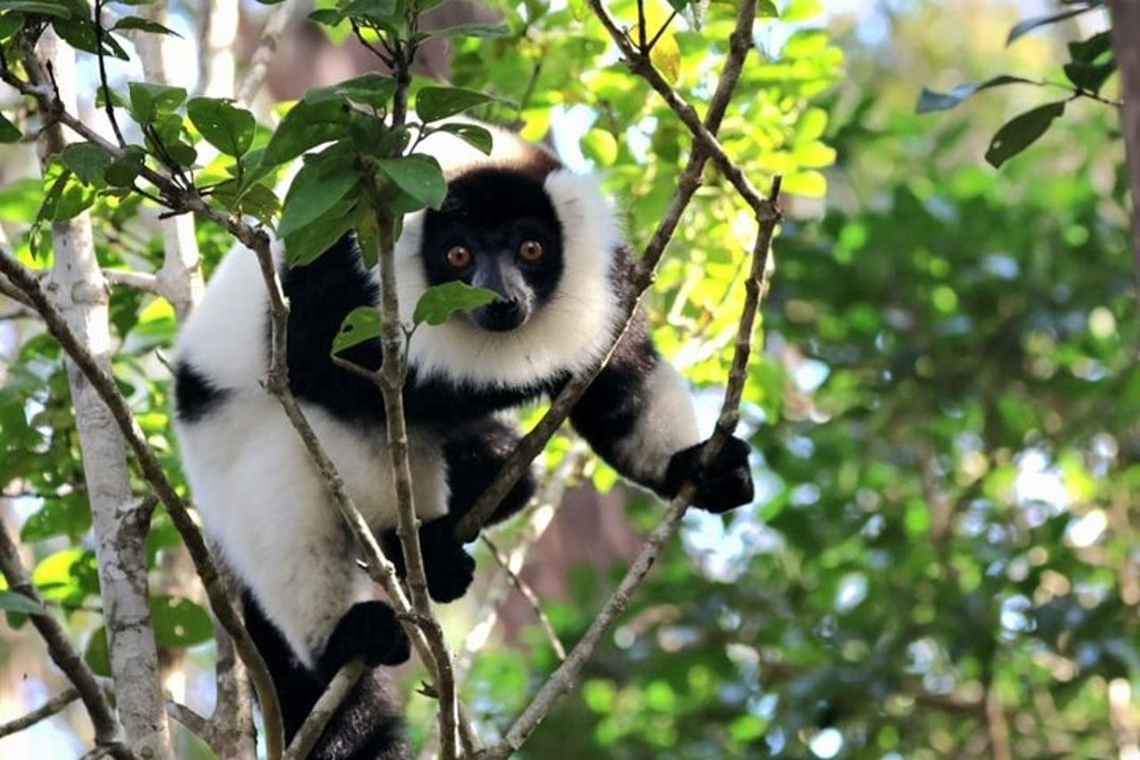 Visita di 3 giorni del Parco Nazionale di Andasibe in Madagascar — 6