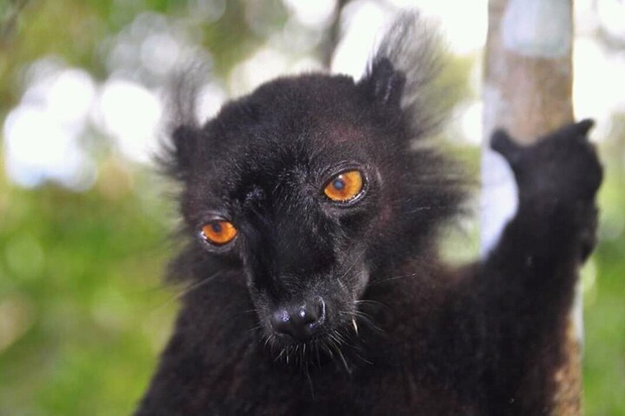4 - Tour di un giorno dei lemuri Aye-Aye ad Andasibe e alla Riserva del Palmarium — 2