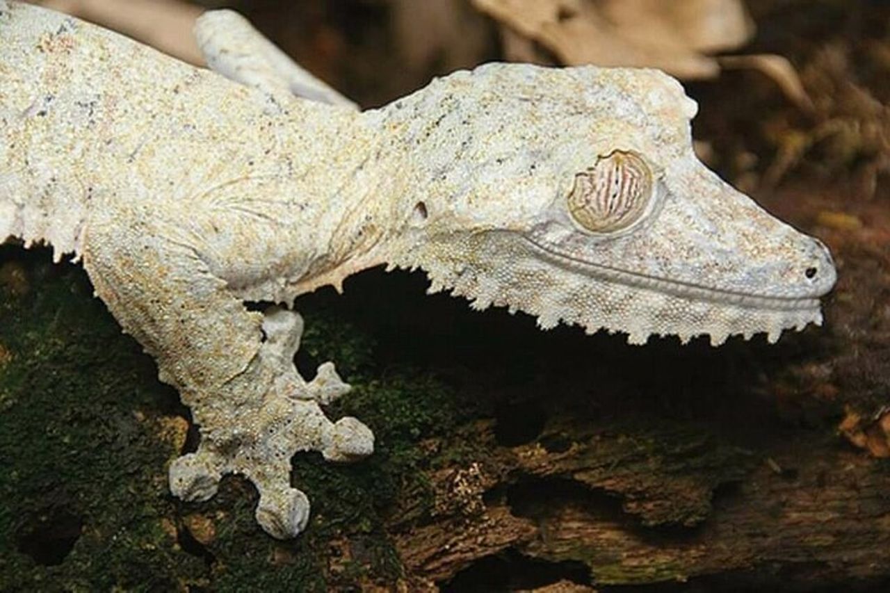 4 - Tour di un giorno dei lemuri Aye-Aye ad Andasibe e alla Riserva del Palmarium — 4