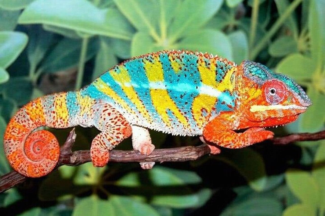 4 - Tour di un giorno dei lemuri Aye-Aye ad Andasibe e alla Riserva del Palmarium — 5