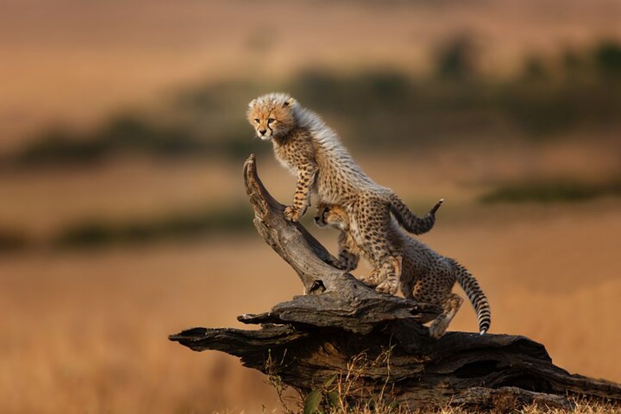 Safari di gruppo di 4 giorni a Tarangire, Serengeti e Ngorongoro Mid-Range — 4