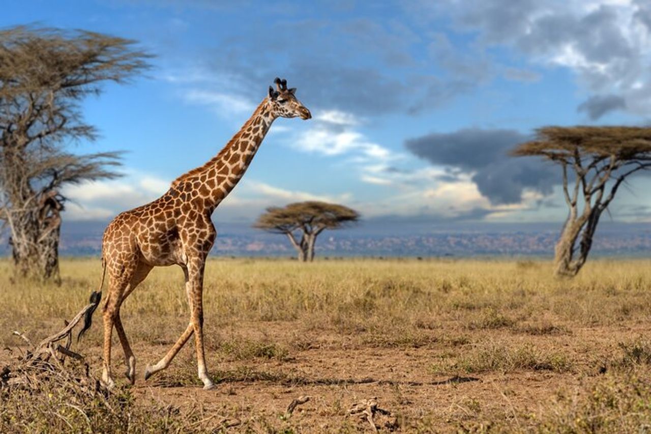 Safari di gruppo di 4 giorni a Tarangire, Serengeti e Ngorongoro Mid-Range