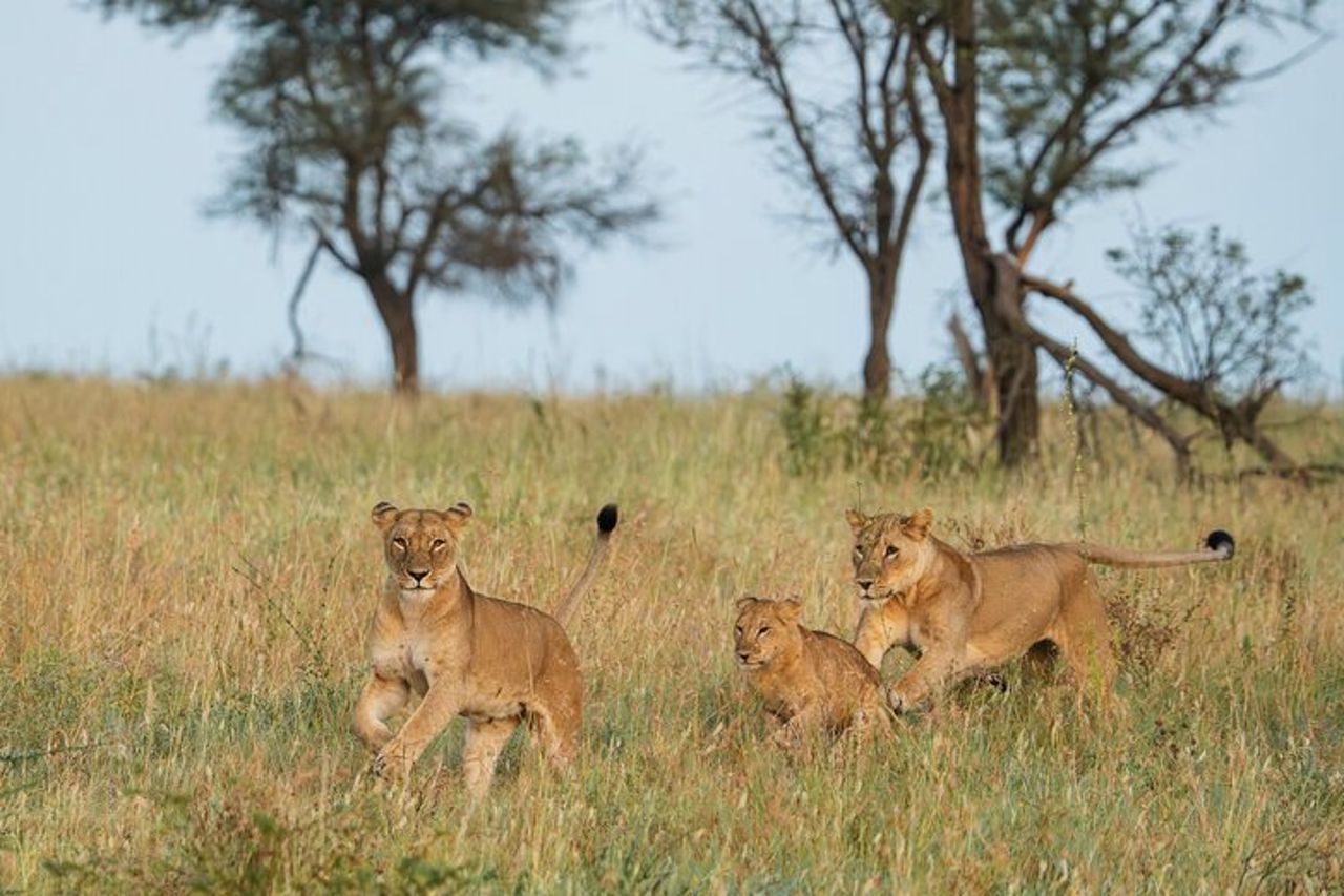 Safari di gruppo di 4 giorni a Tarangire, Serengeti e Ngorongoro Mid-Range — 2
