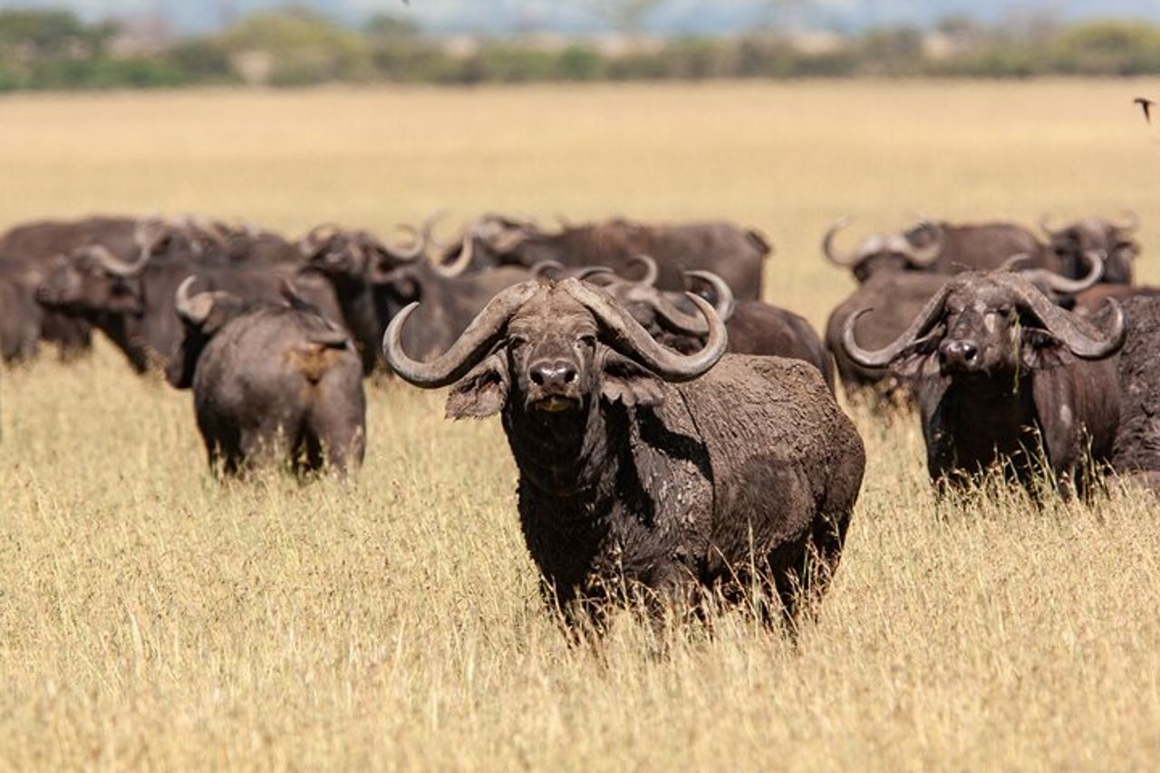 Safari di gruppo di 4 giorni a Tarangire, Serengeti e Ngorongoro Mid-Range — 3